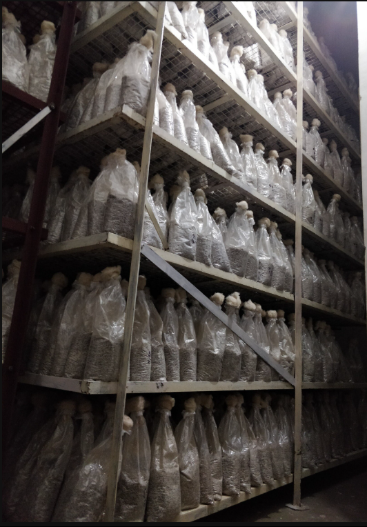 Seed Production Process